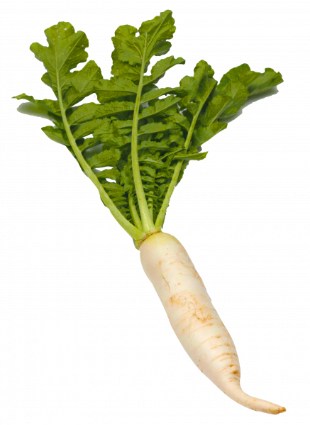 파일:White-radish.png