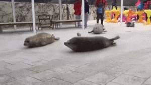 Seal.gif