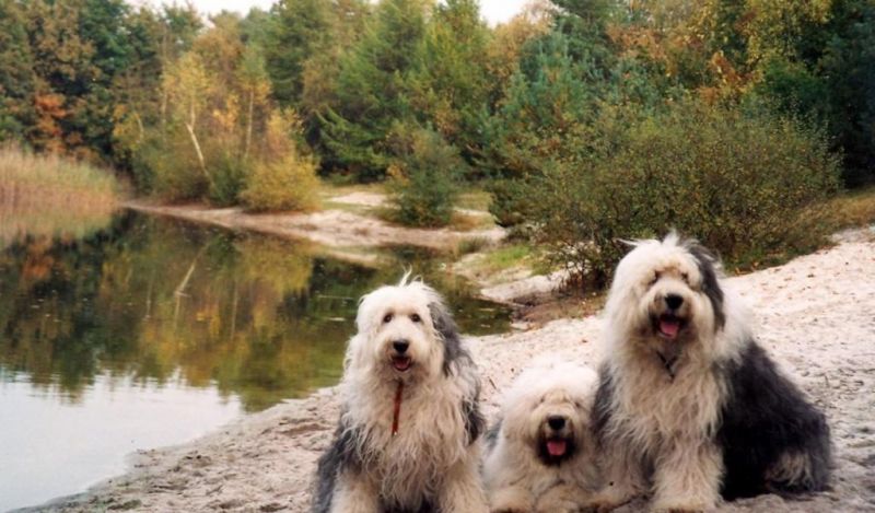 파일:올드 잉글리시 시프도그 4.jpg