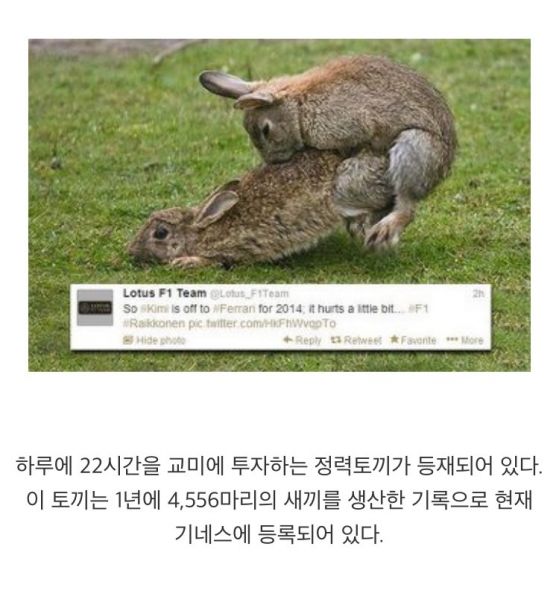 파일:기네스북교미좆끼.jpg