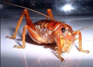 대왕 귀뚜라미.jpg