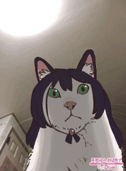 파일:캬루 고양이.jpg