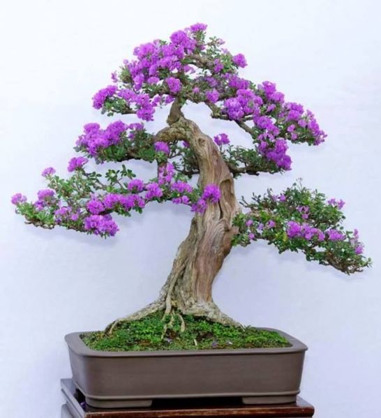 파일:Bonsai.jpg