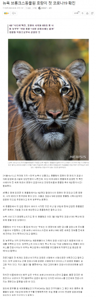 파일:호랑이까지 우한 폐렴 확진.png