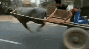 람보르기니 수레.gif