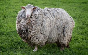 털복숭이 양.jpg