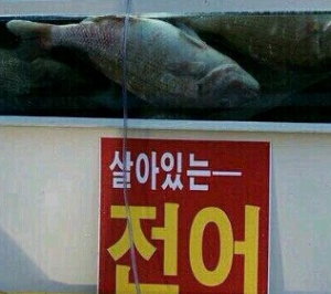살아있는 전어.PNG