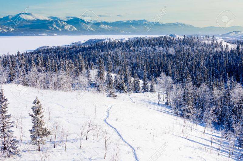 파일:24443335-snow-shoe-trail-in-boreal-forest-taiga-winter-wilderness-landscape-of-yukon-territory-canada-north-o.jpg