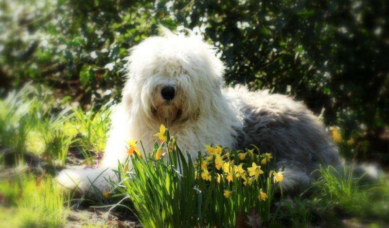 파일:올드 잉글리시 시프도그 3.jpg