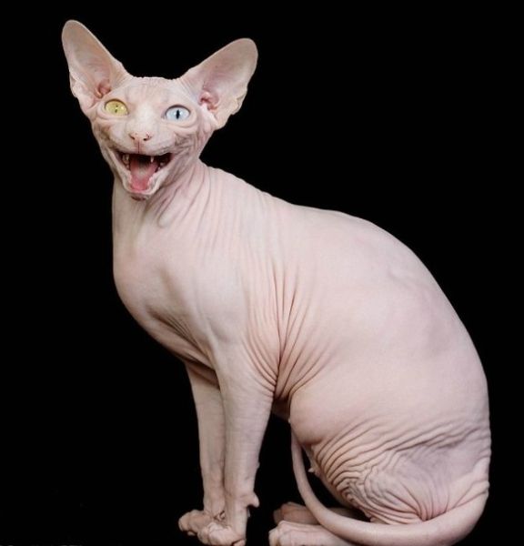 파일:고양이 스핑크스.jpg