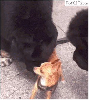 나는 떳떳하다 마음껏 조사해봐라1.gif