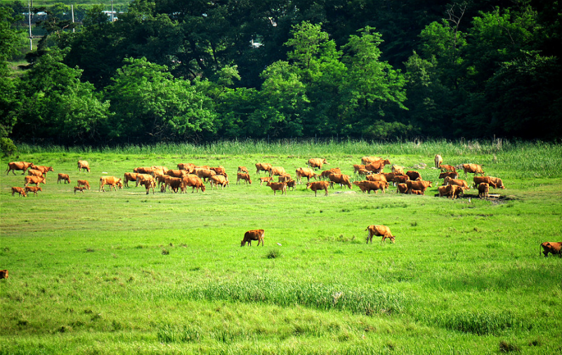 파일:화성 세렝게티 소떼.png