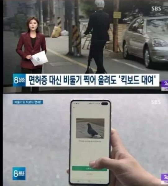 파일:지쿠터 비둘기.jpg