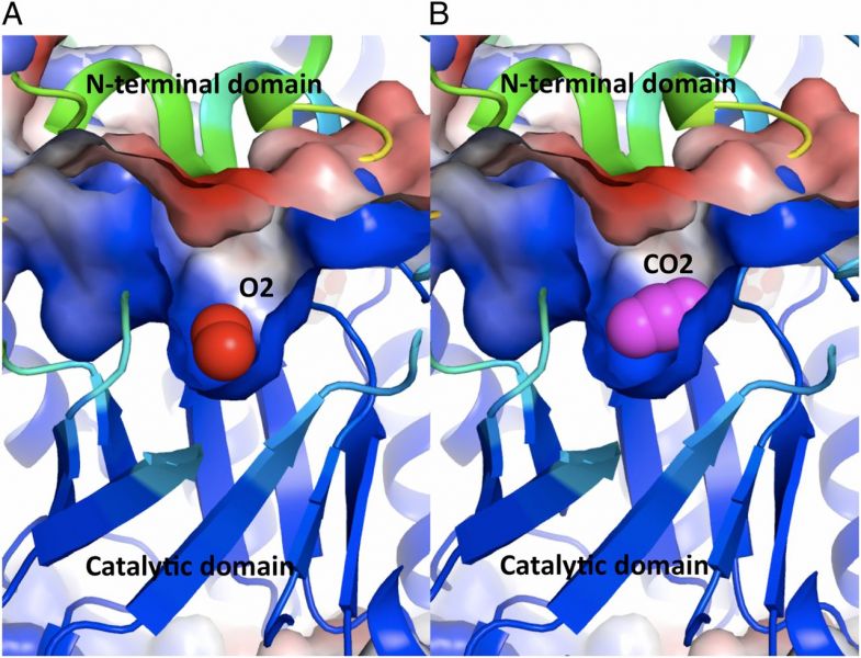 파일:루비스코 SBP.jpg