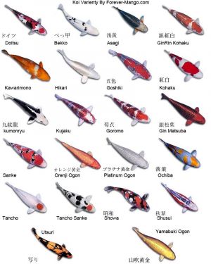 비단잉어품종.jpg